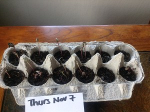 Nov 7 seeds