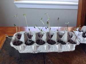 Sunflower sprouts - Day 14