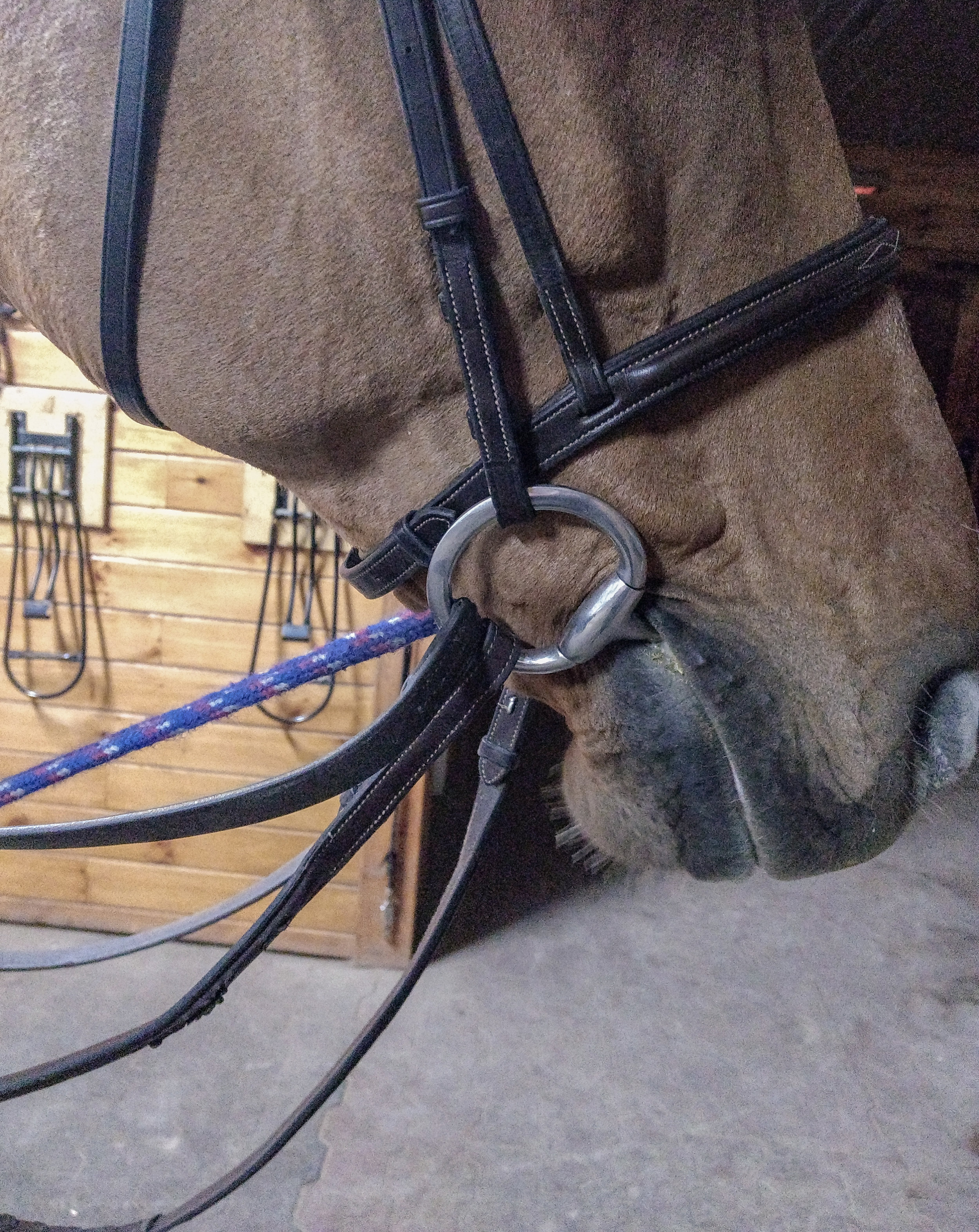 Cameo Padded Draw Reins 