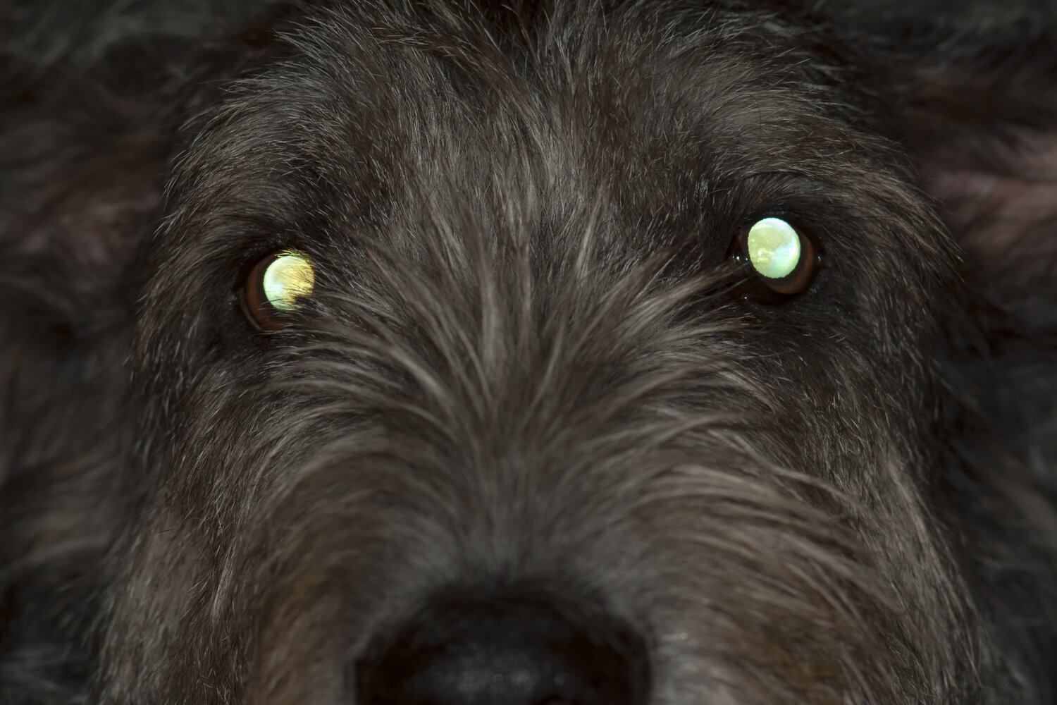 Why Do My Dog's Eyes Shine at Night? — ACVO Public