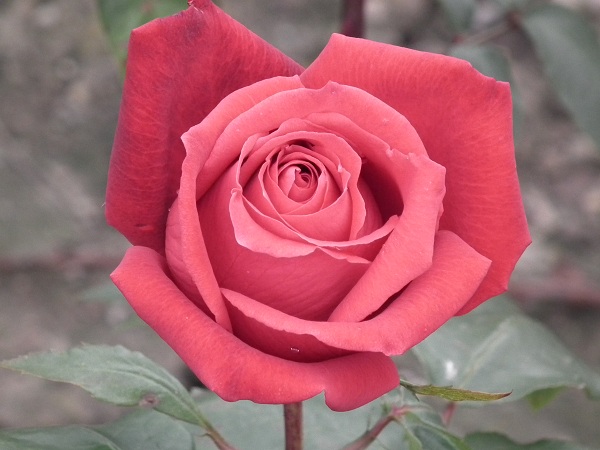 Ruby Wedding – Hybrid Tea — Parkside Nursery Rose Growers