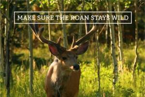 Roan web action card - deer