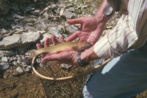 A Trapper Creek cutthroat