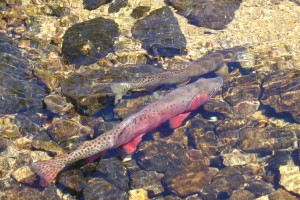 Native cutthroat trout enjoy strong protections under the new Colorado Roadless rule