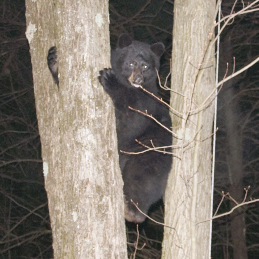 in which Bob chases a bear up a tree