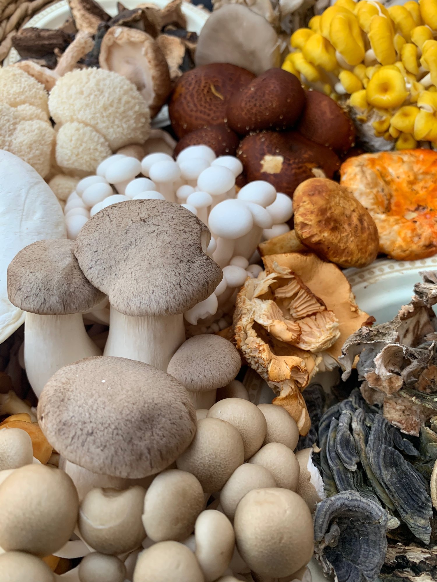 Magic Mushrooms, you ask? — THEMUSHHUB COMPANY