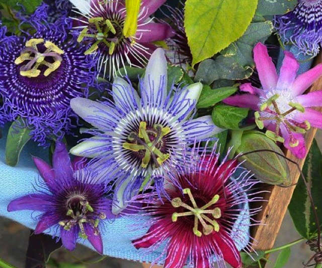 passion-flower-passiflora-Hawaii