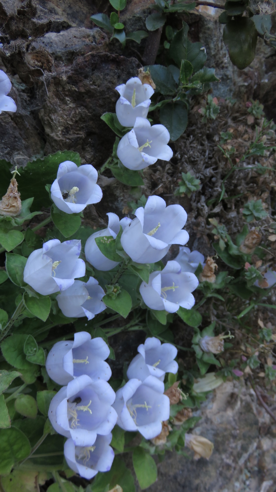 Campanula incurva inhabits any crack available at the mountain of Pelion in central Greece.