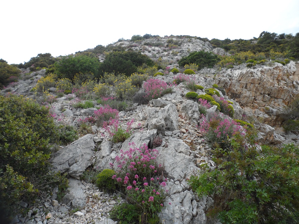 The banks of Mt.Hymettus are alive with Centranthus ruber,  Phlomis fruticosa and Euphorbia acanthothamnos