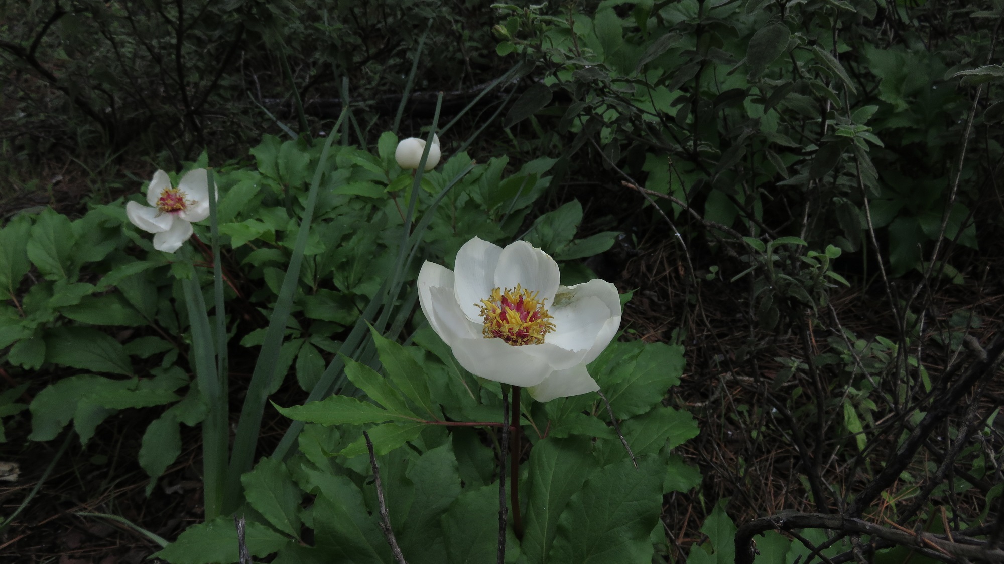 Paeonia rhodia, fills the forest of the central mountains   of Rhodes with its cinnamon scent