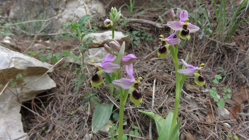 Ophrys tenthredinifera, one of the many orchid species you   are very likely to come upon on Mt.Hymettus