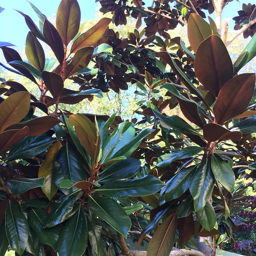 magnolia-grandiflora-dd-blanchard