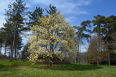 magnolia-elizabeth-dsc_4214