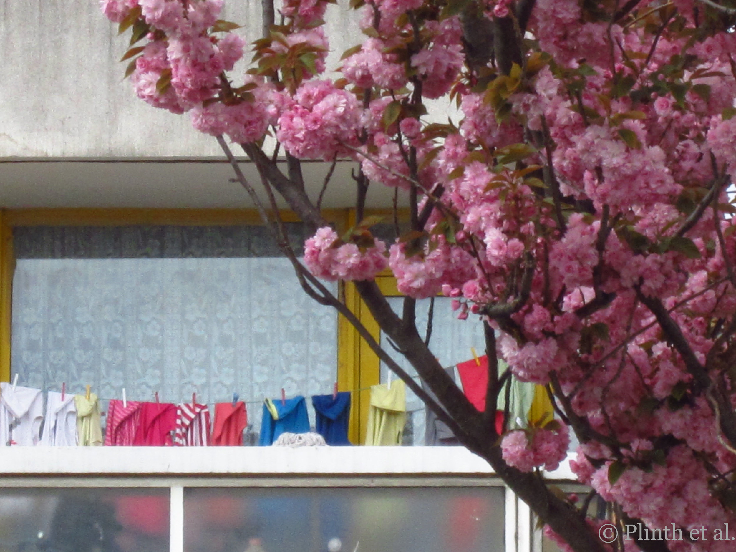 Prunus blooms and colorful washings, Colombia Road, London