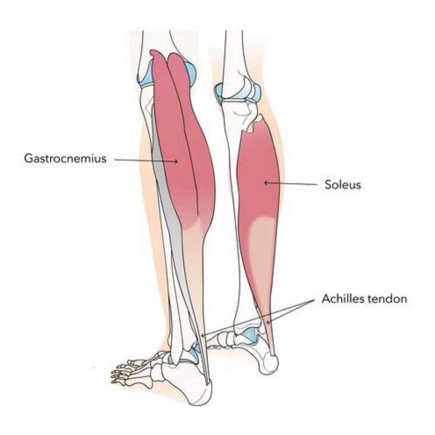 Calf Muscles: The 'Heart' of Our Legs — Doctor Yogi