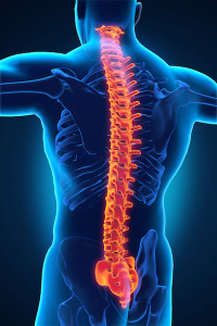 How Your Back is Wired | The Chiropractic Center at Styertowne