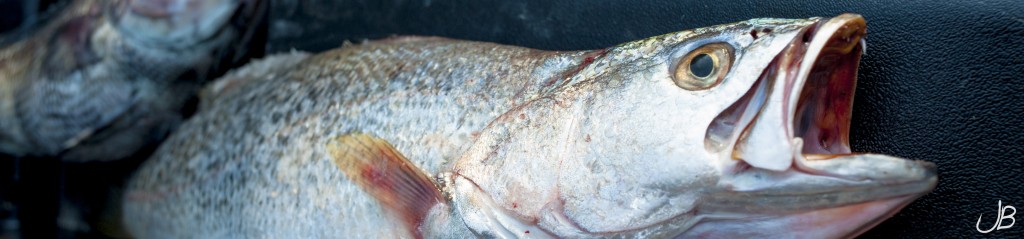 weakfish_(1_of_1)-2