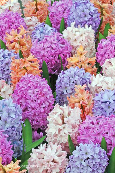  Hyacinth - Click through for photo credit 