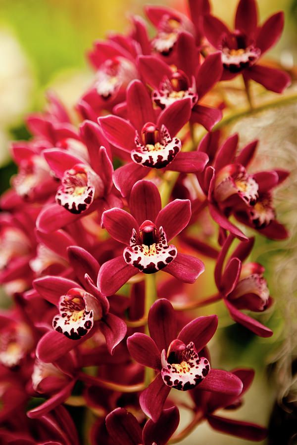  Cymbidium Orchid - Click through for photo credit 