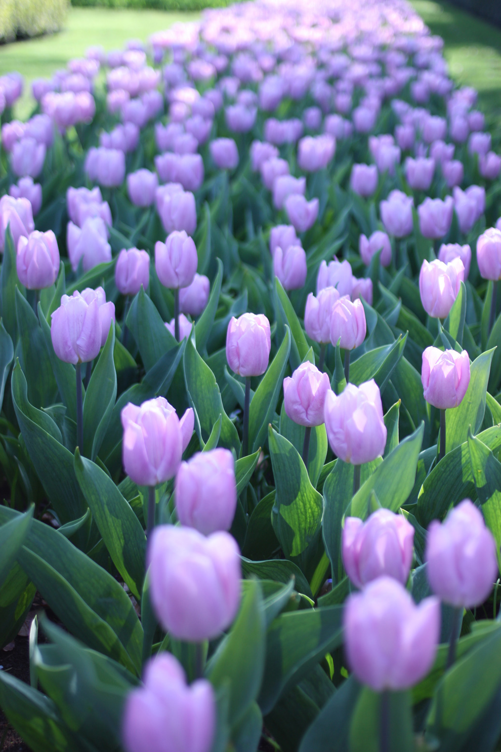 Keukenhof_purple_tulips