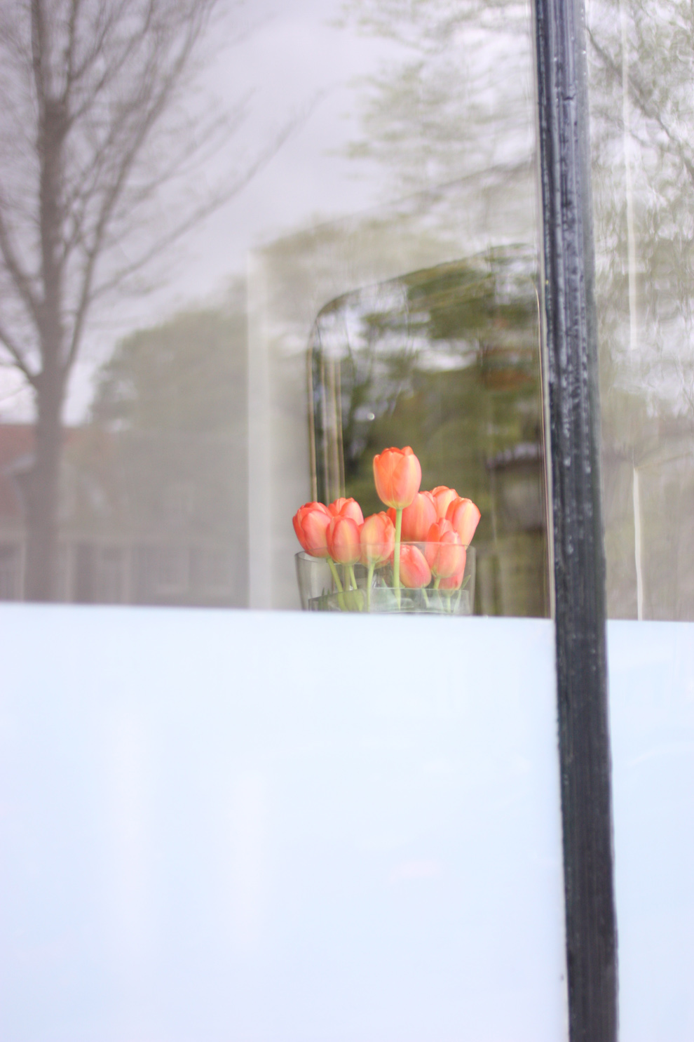 green_Amsterdam_tulips