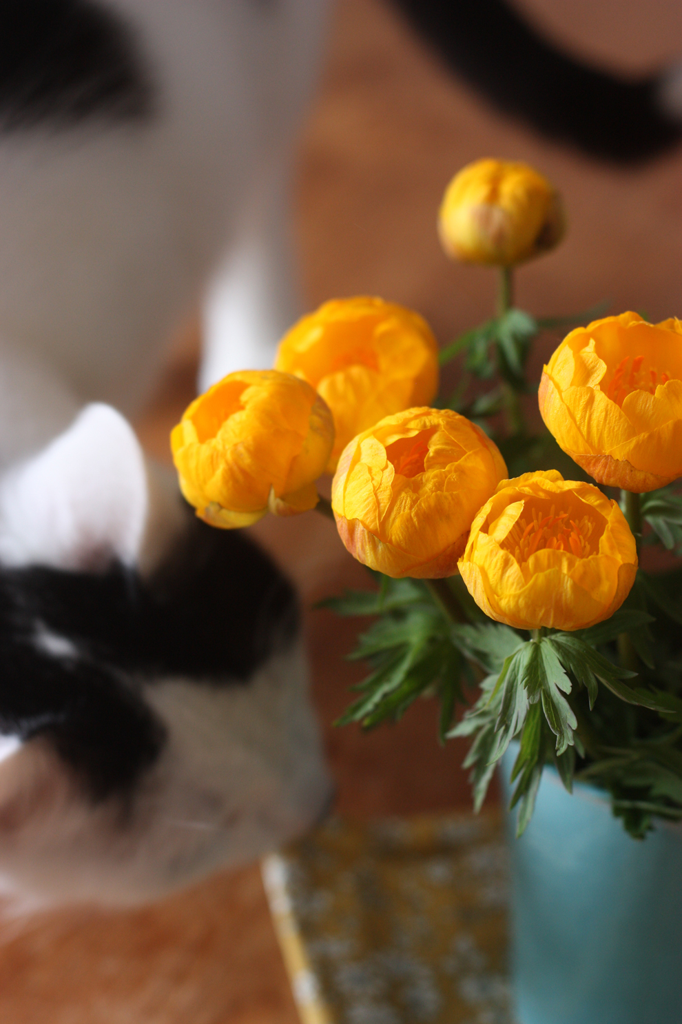Trollius_by_madame_love_cheddar_the_cat