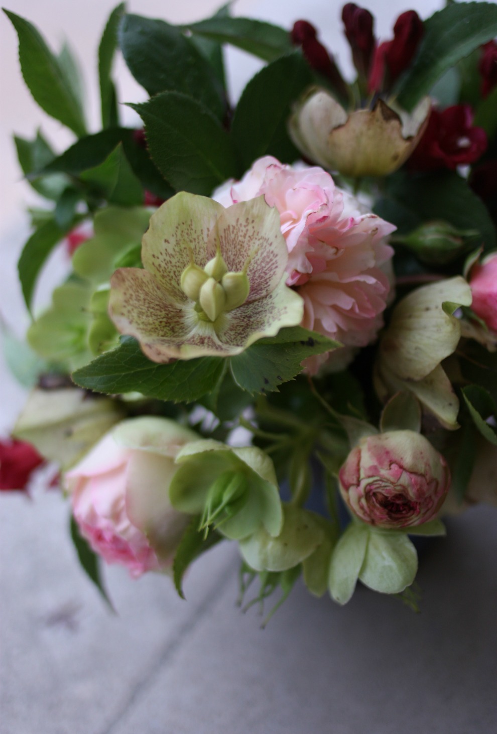 roses and hellebores from above