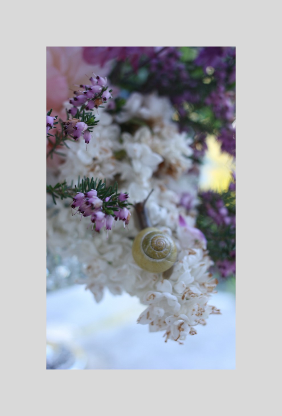 snail on lilac