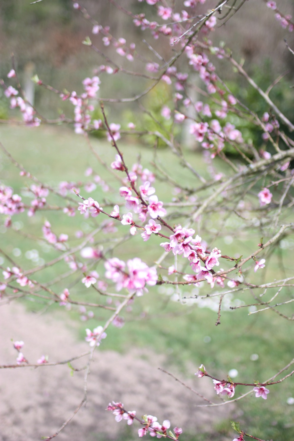 blossom peach tree