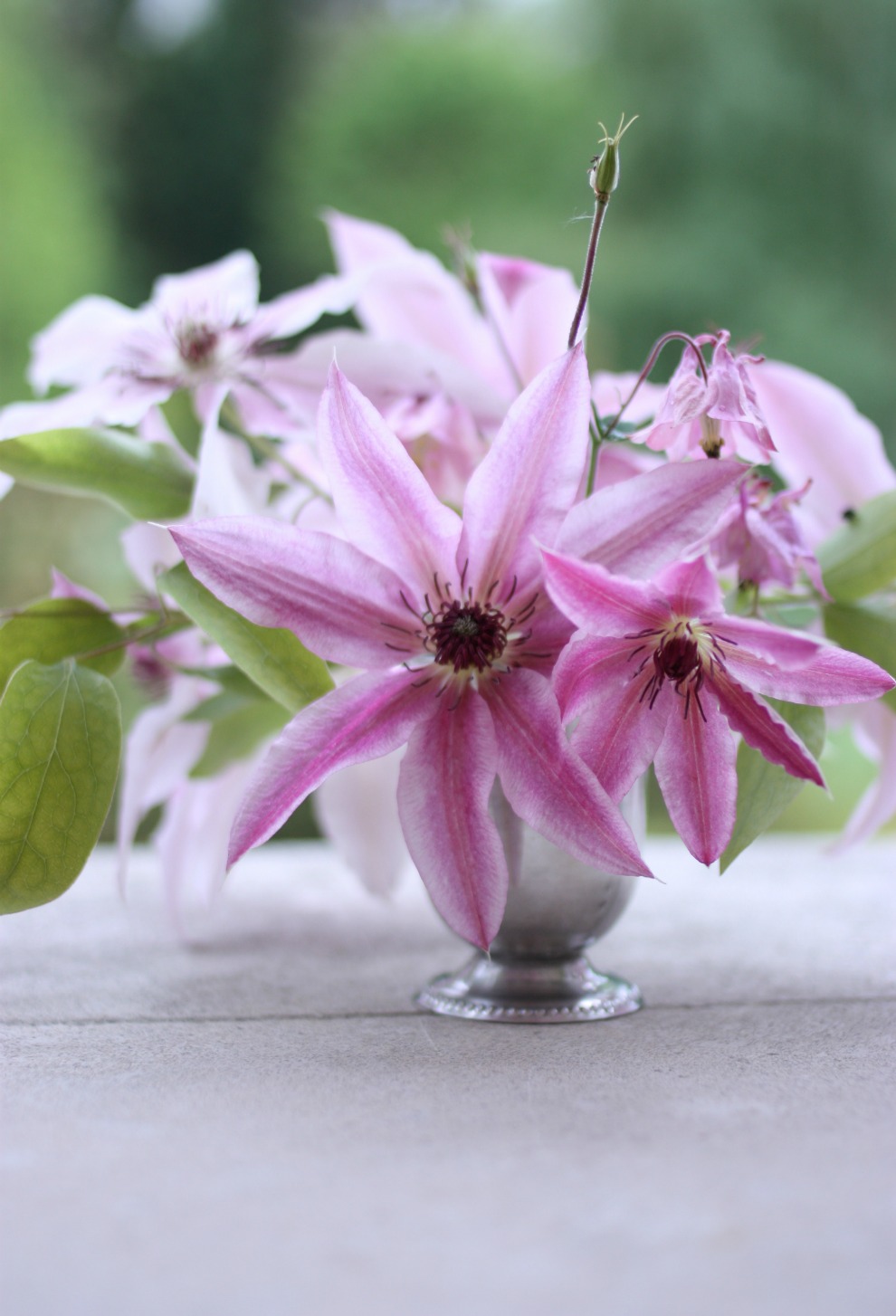 clematis_by_madame_love