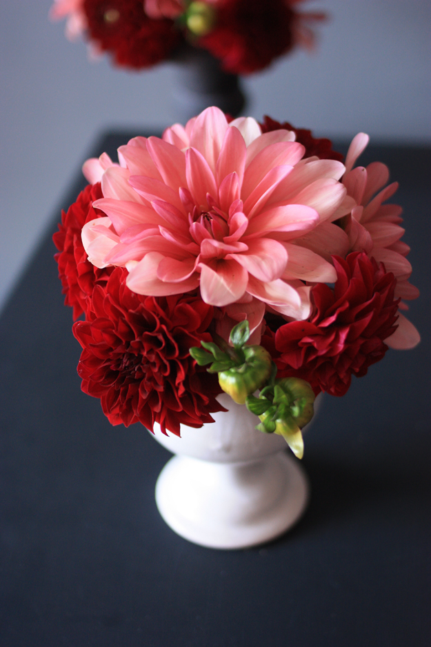 dahlia_red_pink_3