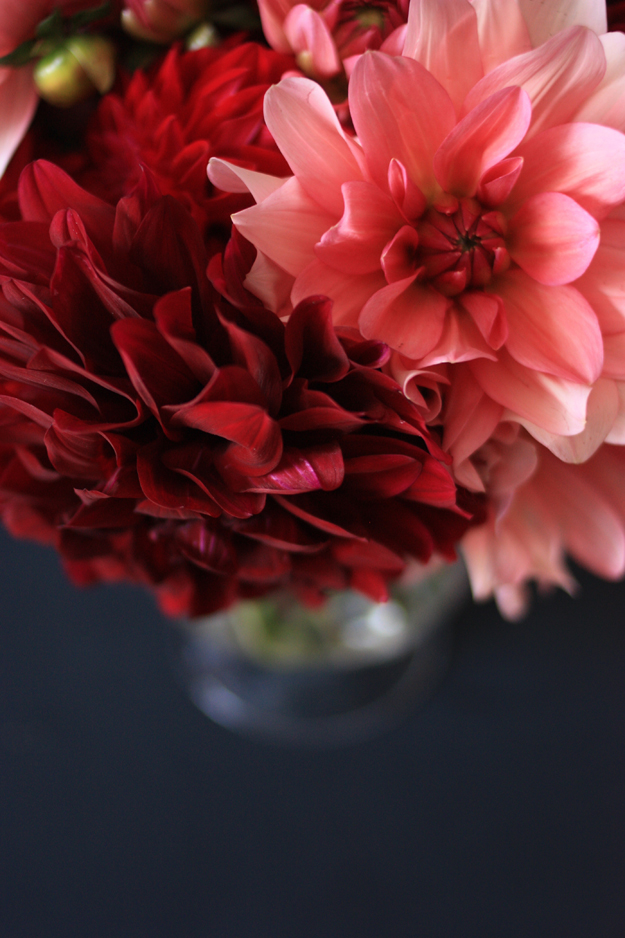 dahlia_red_pink_4