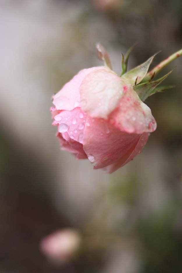 rose_with_rain_drops