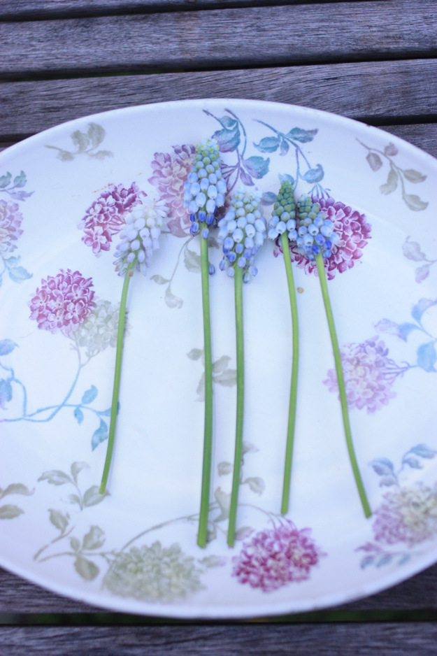 muscari in the plate