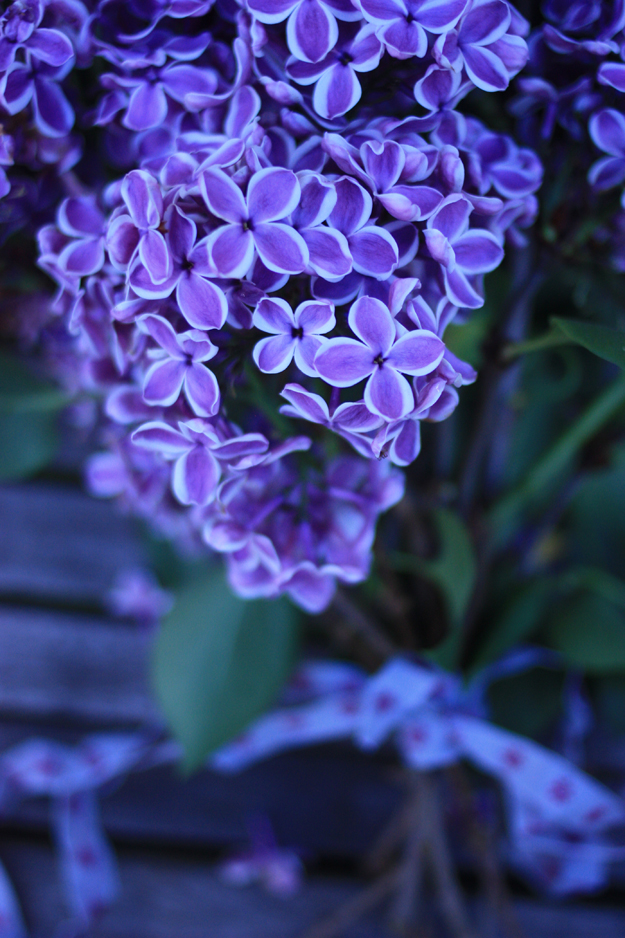 purple lilac by madame love