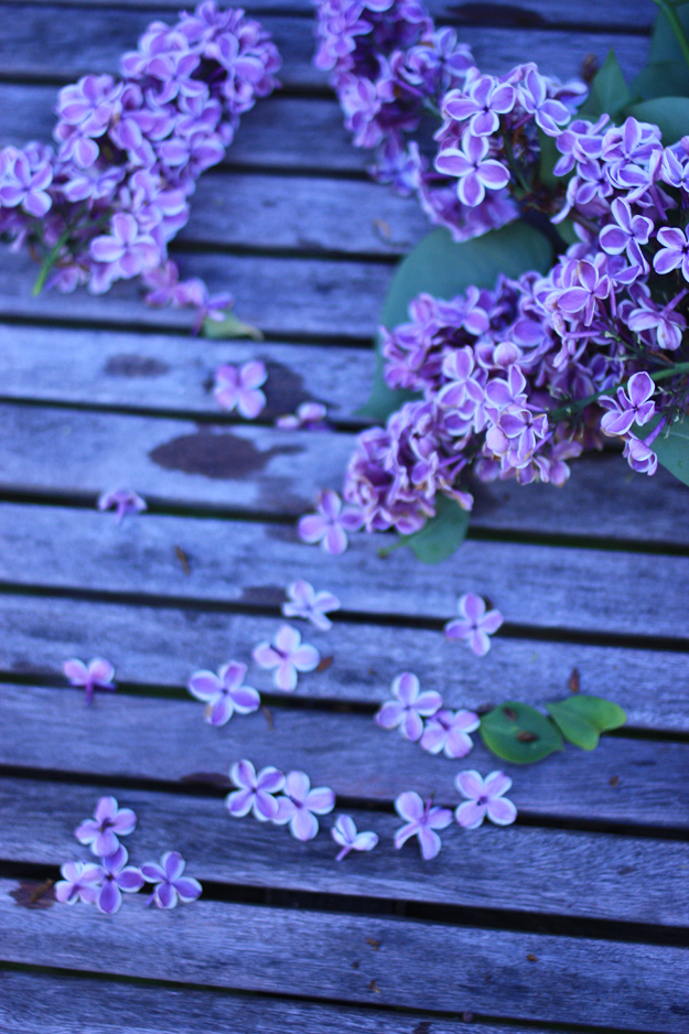 purple lilac on the table