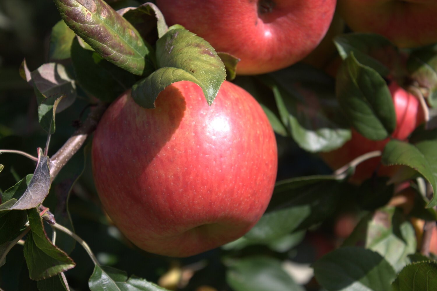 Semi-Dwarf Honeycrisp Apple Tree for Sale