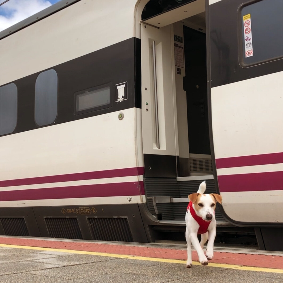 doblado camioneta Detectar Viajar entren con perro por España: Renfe, Ouigo e Iryo — PIPPER ON TOUR