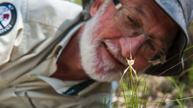 Dr Michael Mulvaney, with a green comb spider orchid in Aranda Bushlands. Photo: Elesa Kurtz