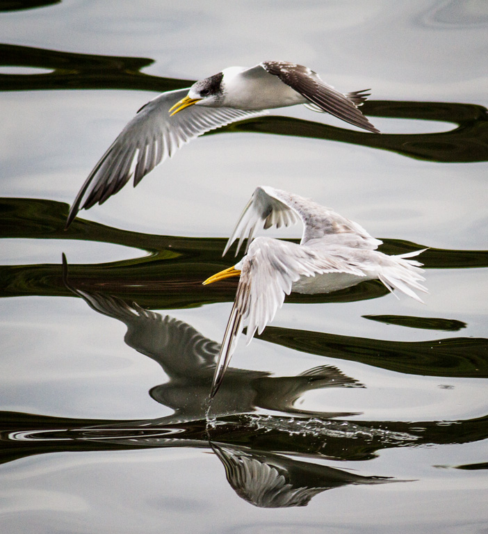 Terns Reflected