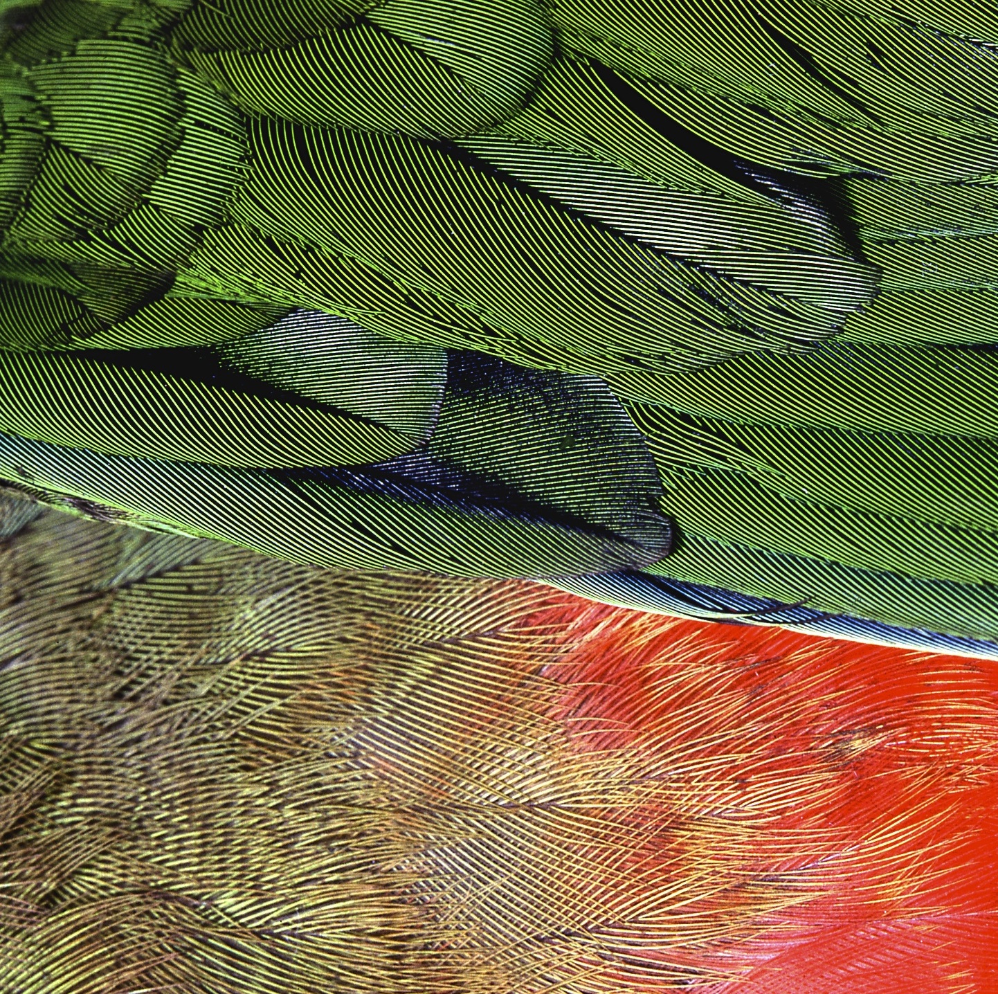 parrot feather crop