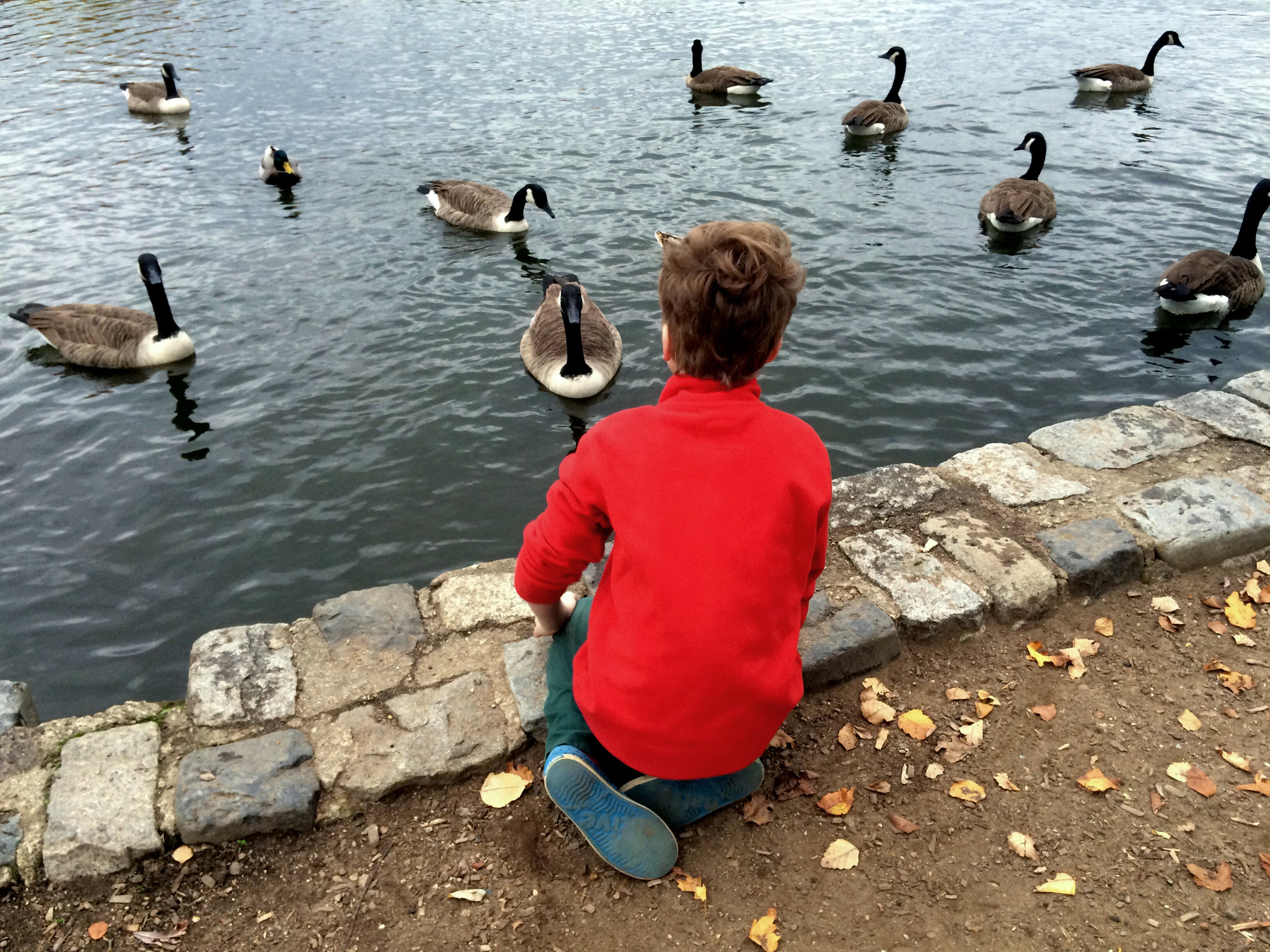 C with the geese