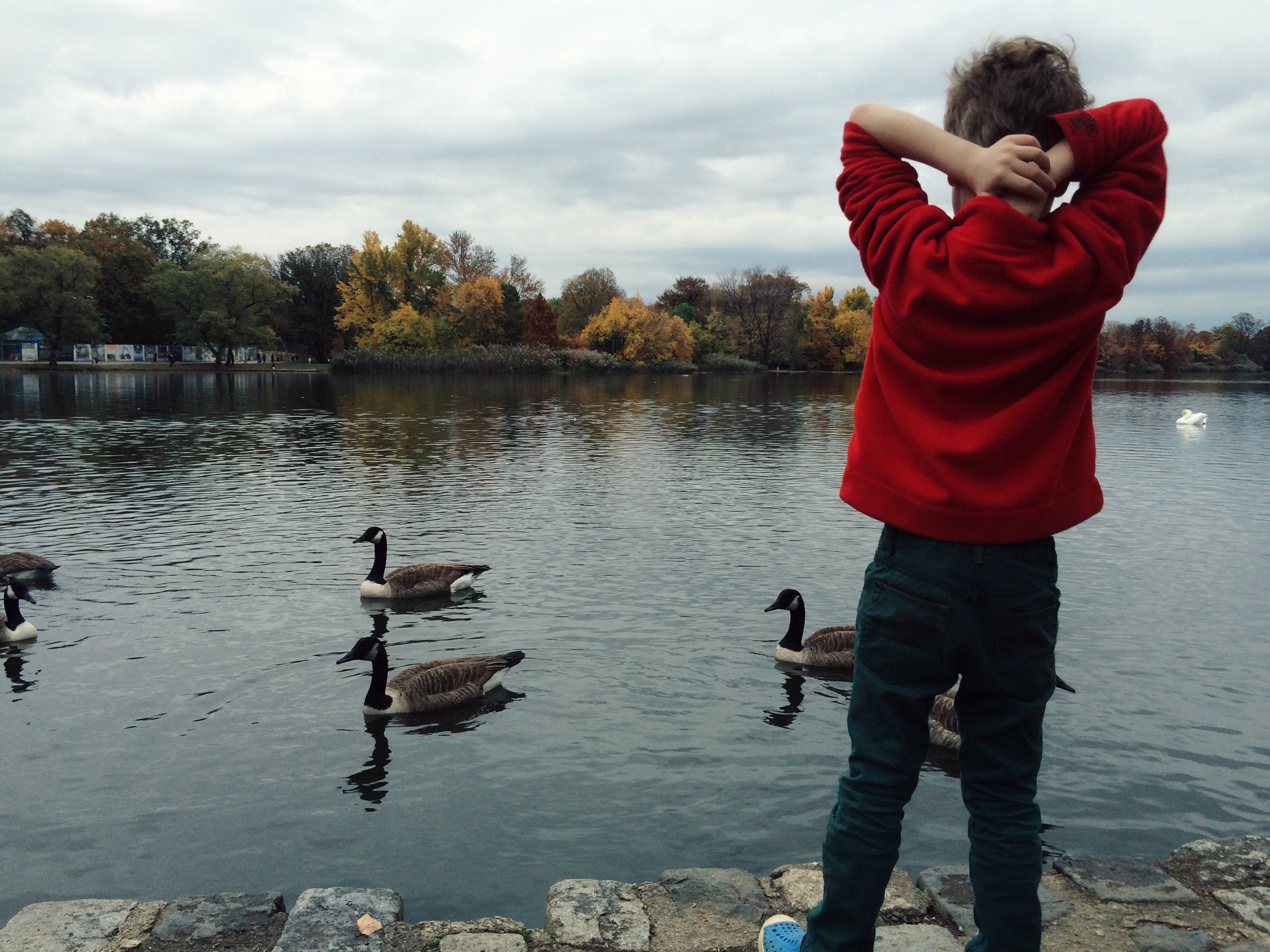 C with geese