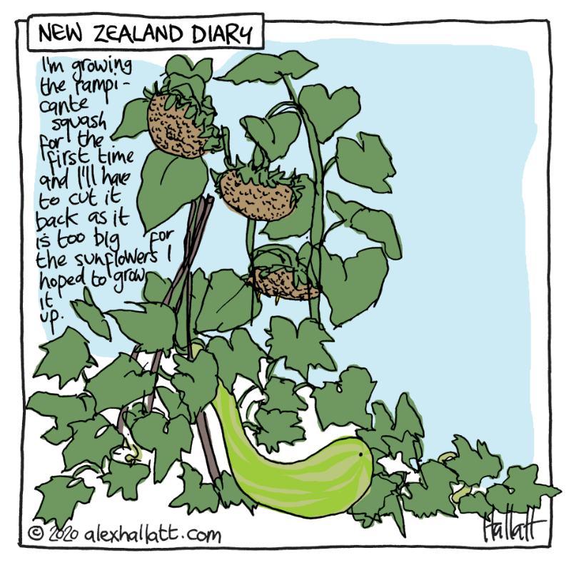 New Zealand Garden Diary Rampant Rampicante Squash Alex Hallatt