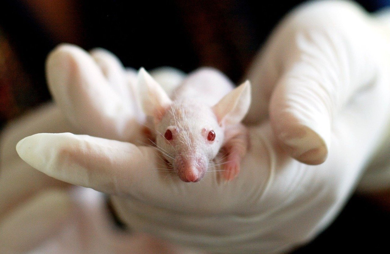Cruel, Unethical, and Dangerous To Humans: Why Animal Testing Must End Now — Species Unite