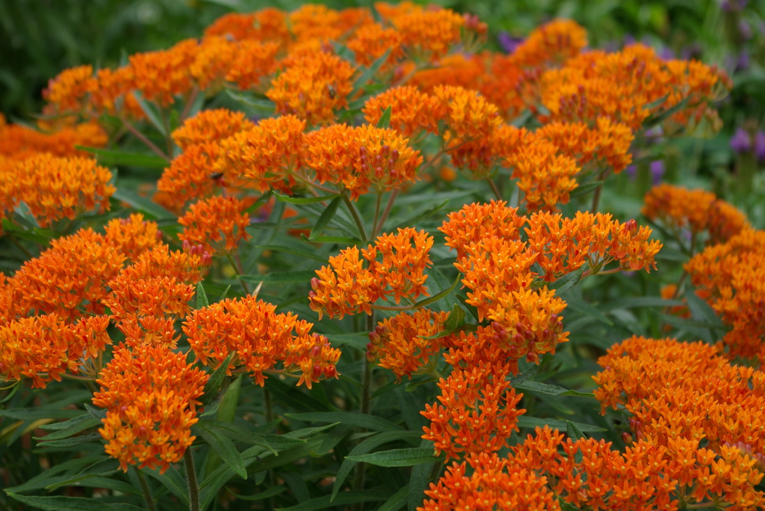 Aesclepias Butterfly Weed Landstylist Landscape Design Ideas Curated