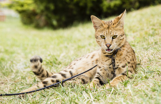 f1 serval cat