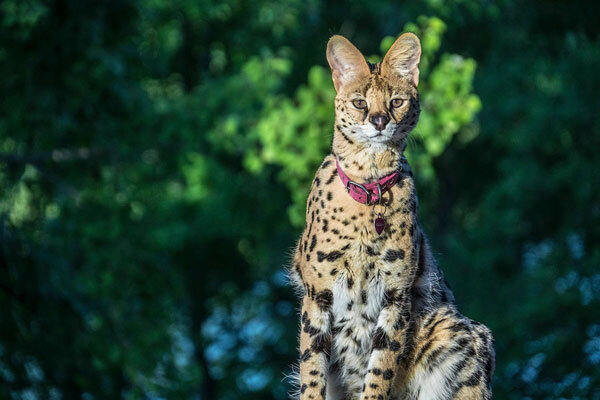 serval cat for sale