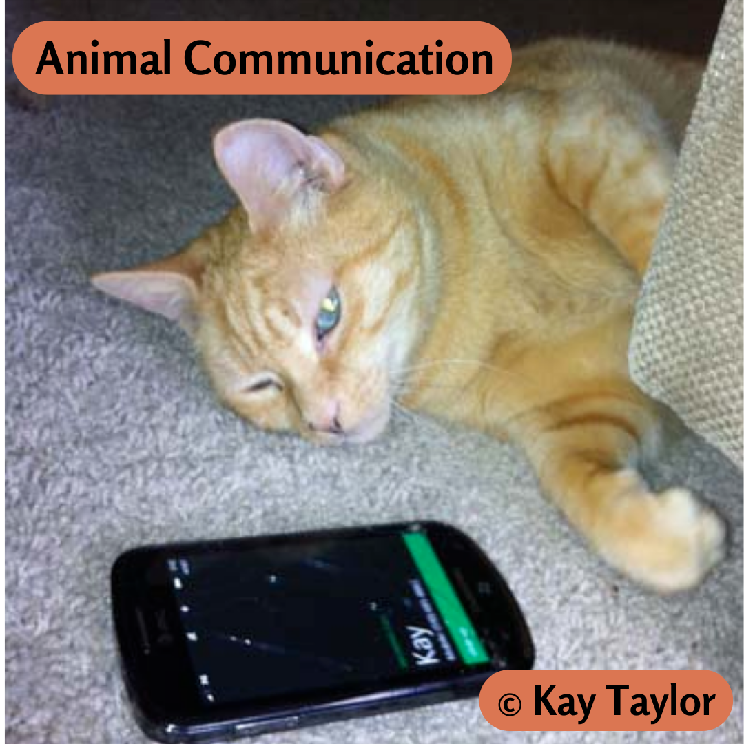 Animal Communication — Kay Taylor