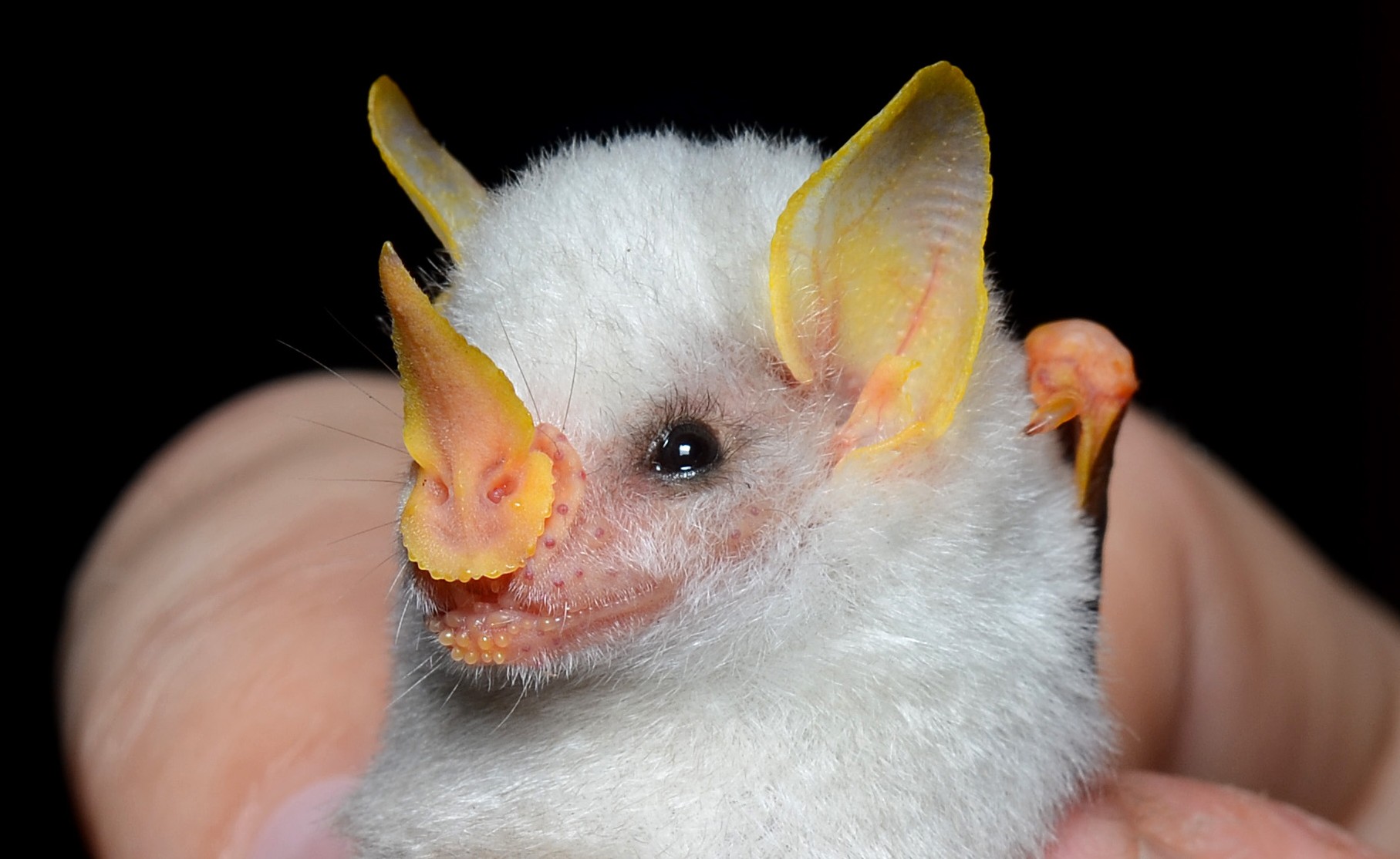 Ectophylla alba By Geoff Gallice from Gainesville, FL, USA (Honduran tent bat  Uploaded by Leyo) [CC-BY-2.0 (http://creativecommons.org/licenses/by/2.0)], via Wikimedia Commons